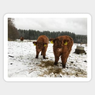 Scottish Highland Cattle Calves 1584 Sticker